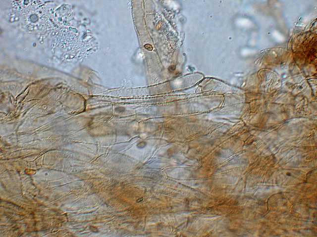 Galerina lillipuziana